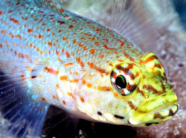 Gobius xanthocephalus_1187